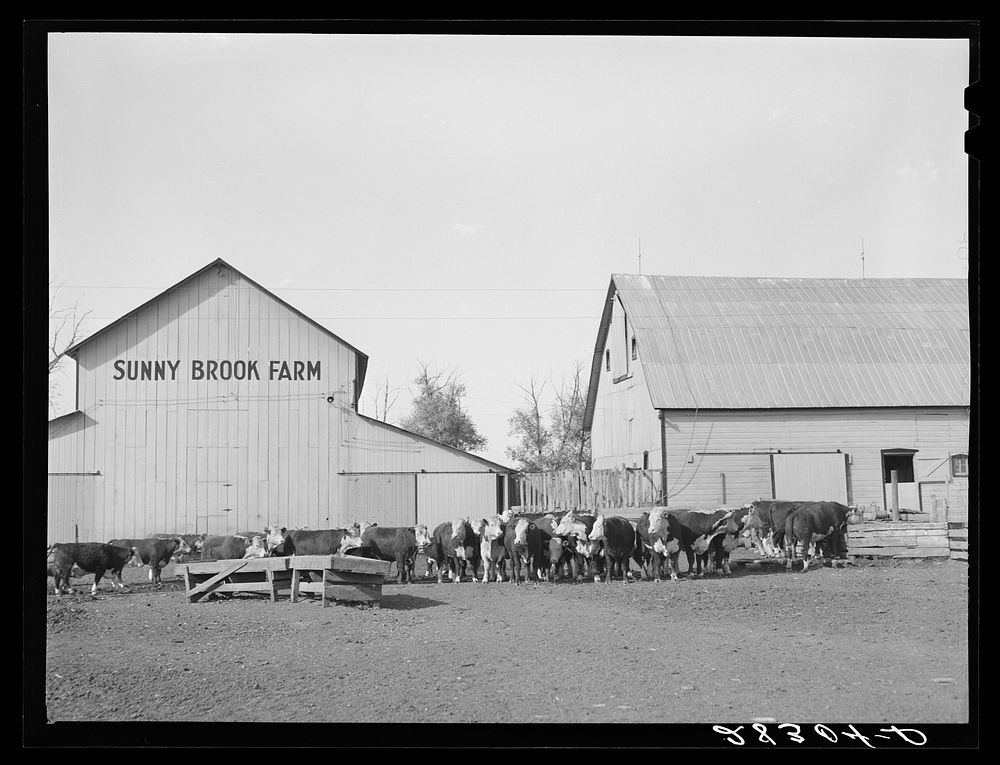 Feeder cattle on Wilber Plager's farm. Grundy County, Iowa. Sourced from the Library of Congress.