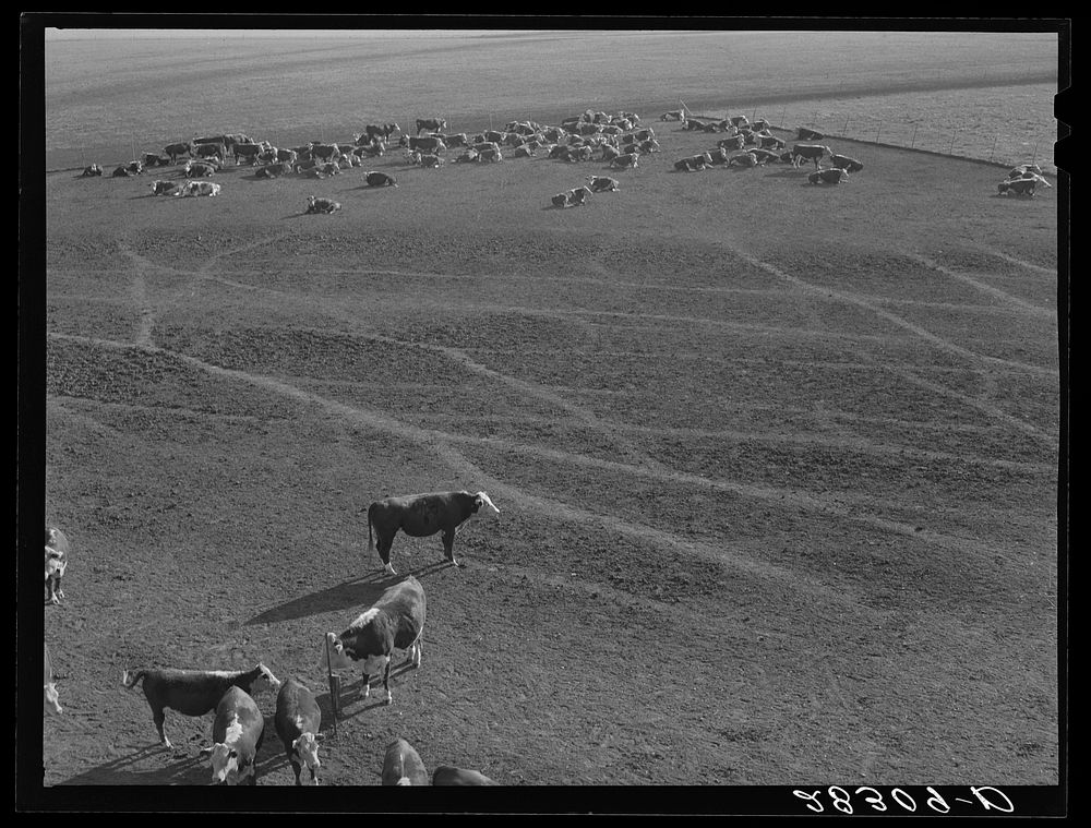[Untitled photo, possibly related to: Hereford cattle. Grundy County, Iowa. Fred Coulter farm]. Sourced from the Library of…