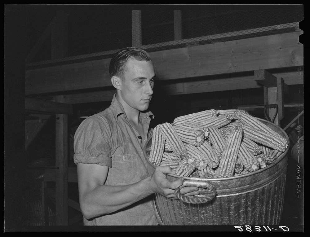 A basket of sorted and cleaned ears of hybrid seed corn ready for drying. Reinbeck, Iowa. Sourced from the Library of…