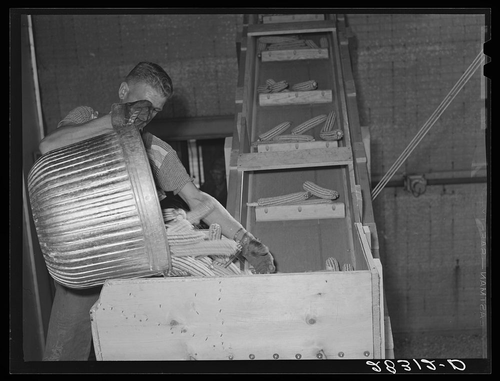 [Untitled photo, possibly related to: Dumping ears of hybrid seed corn into elevator. Reinbeck, Iowa]. Sourced from the…
