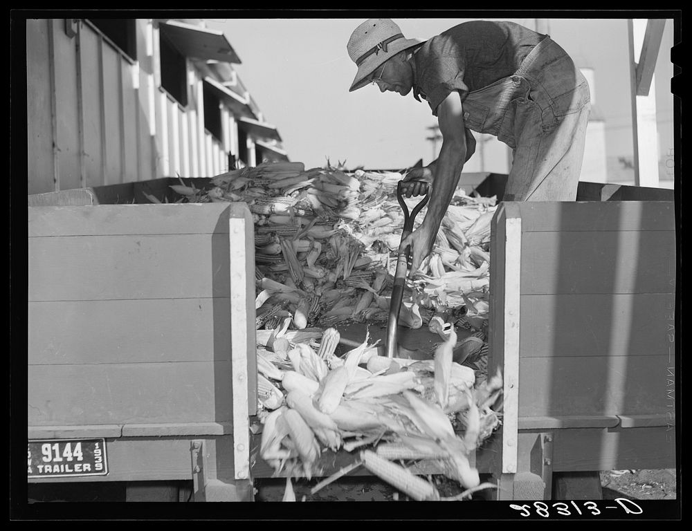 [Untitled photo, possibly related to: Ears of hybrid seed corn are unloaded at sorting plant. Reinbeck, Iowa]. Sourced from…