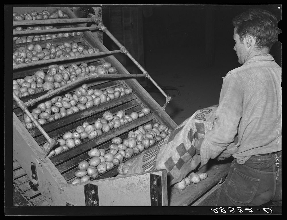 Potatoes from the fields are dumped into washing and grading machine. Monte Vista, Colorado. Sourced from the Library of…
