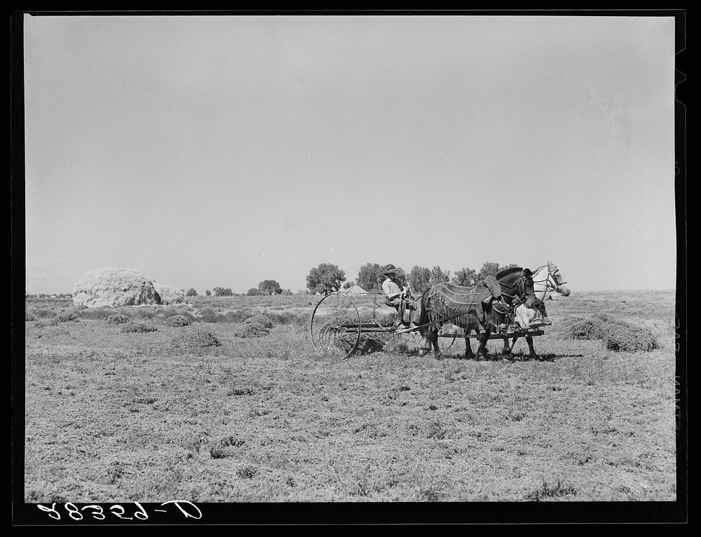 Haying scene on the farm on FSA (Farm Security Administration) borrower Andy Bahain near Kersey, Colorado. Sourced from the…