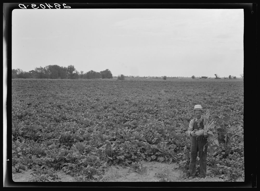 [Untitled photo, possibly related to: Milton Robinson, a FSA (Farm Security Administration) borrower, holding sugar beet on…