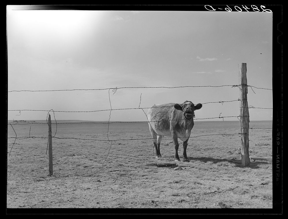 [Untitled photo, possibly related to: Arid land. Weld County, Colorado]. Sourced from the Library of Congress.