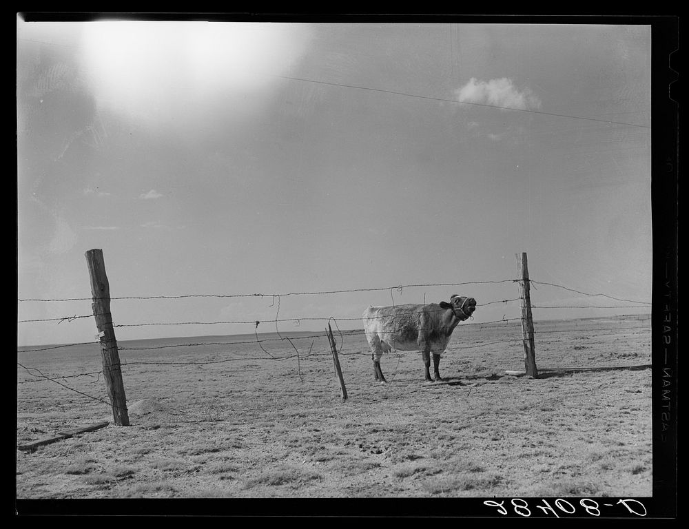 Arid land. Weld County, Colorado. Sourced from the Library of Congress.