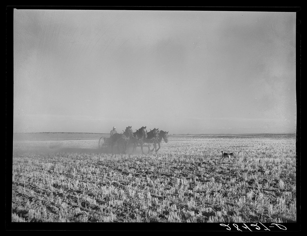 FSA (Farm Security Administration) borrower Fred Schmmeckle, drilling wheat on his dry-land farm. Weld County, Colorado.…