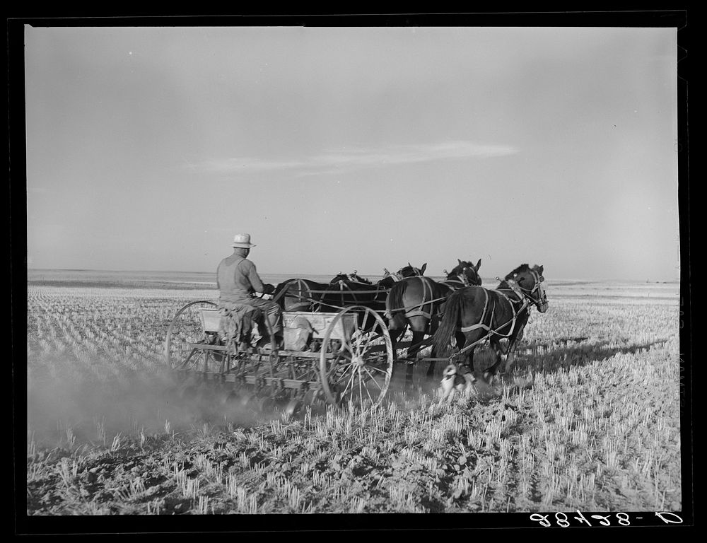 [Untitled photo, possibly related to: FSA (Farm Security Administration) borrower Fred Schmmeckle, drilling wheat on his dry…
