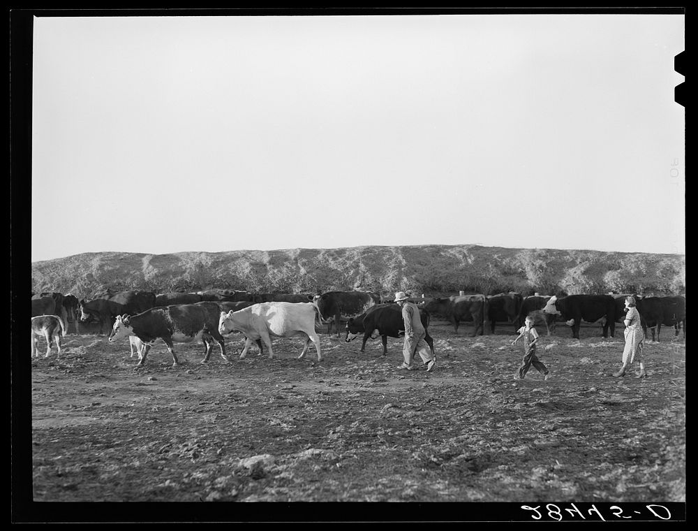 Fred Schmmeckle, FSA (Farm Security Administration) borrower, and his dairy herd on his farm in Weld County, Colorado.…