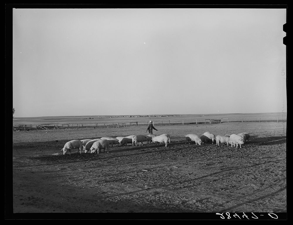 Fred Schmeeckle, FSA (Farm Security Administration) borrower, and the hogs on his dry land farm. Weld County, Colorado.…