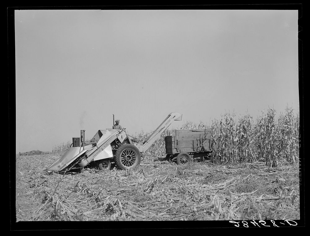 Harvesting hybrid corn with mechanical picker. Grundy County, Iowa. Sourced from the Library of Congress.