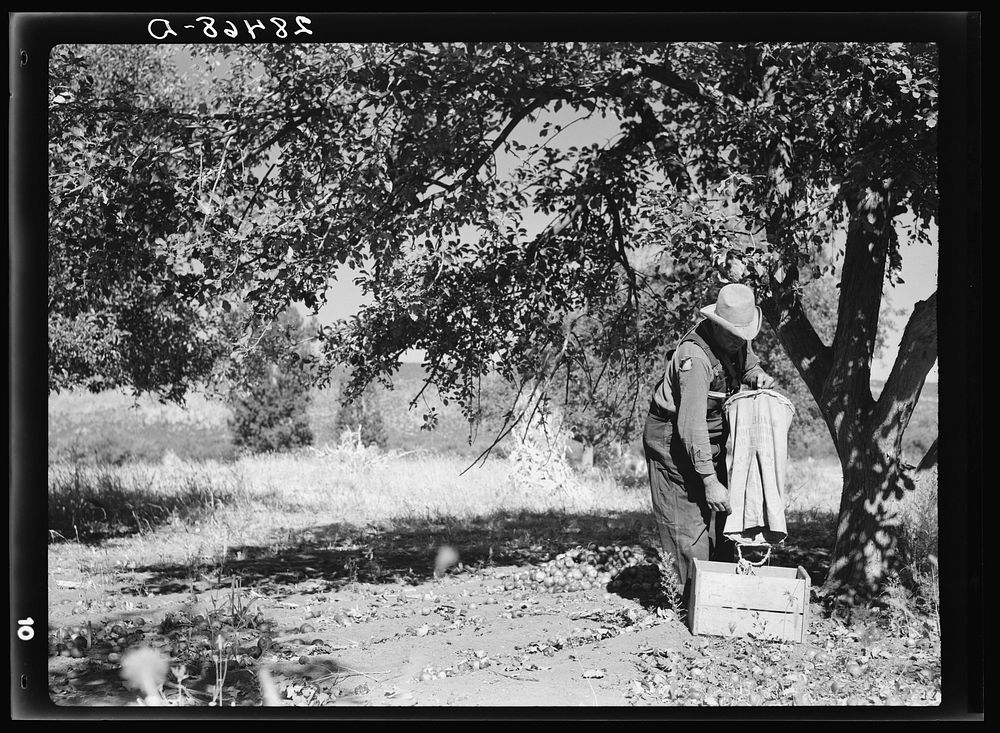 John Adams, FSA (Farm Security Administration) borrower, harvesting apples. Fremont County, Colorado. Sourced from the…