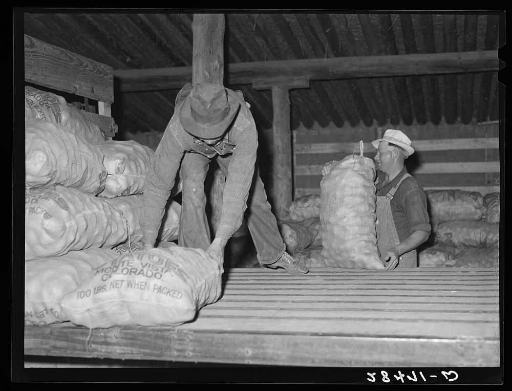 Potatoes from the field are unloaded for storage. Monte Vista, Colorado. Sourced from the Library of Congress.