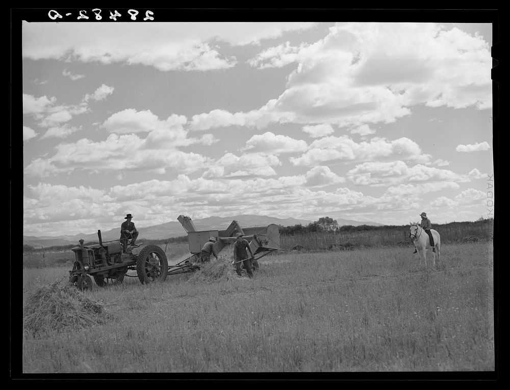 Harvesting grain on farm of FSA (Farm Security Administration) client near San Luis, Colorado. Sourced from the Library of…
