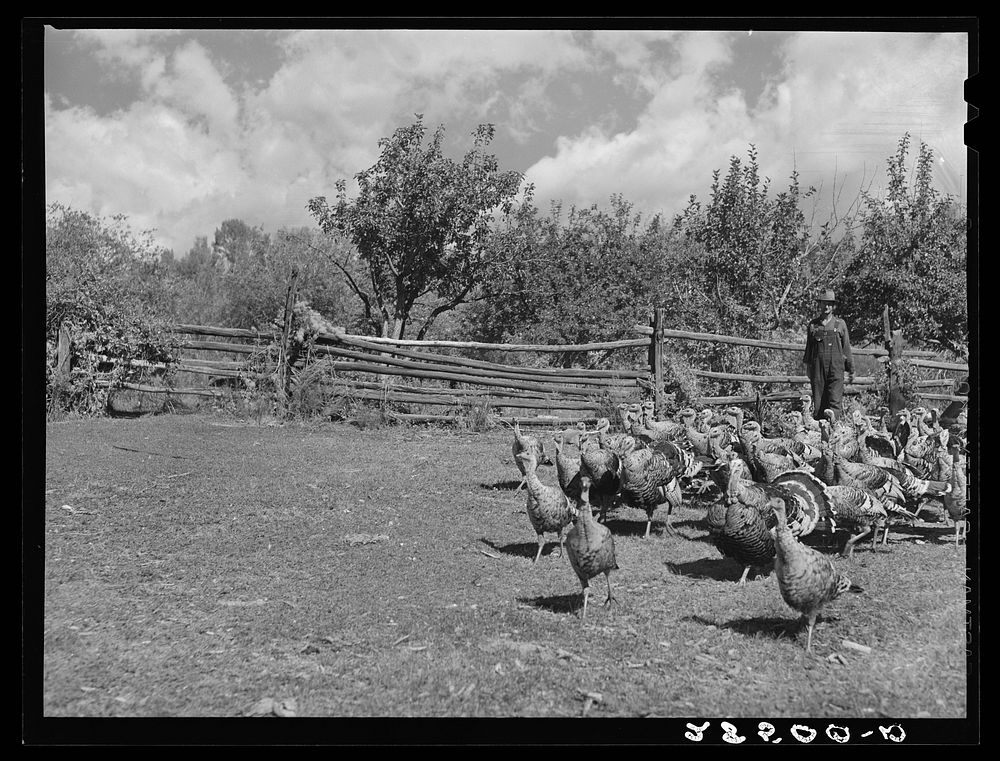 George Arnold, FSA (Farm Security Administration) client, with turkeys. Chaffee County, Colorado. Sourced from the Library…