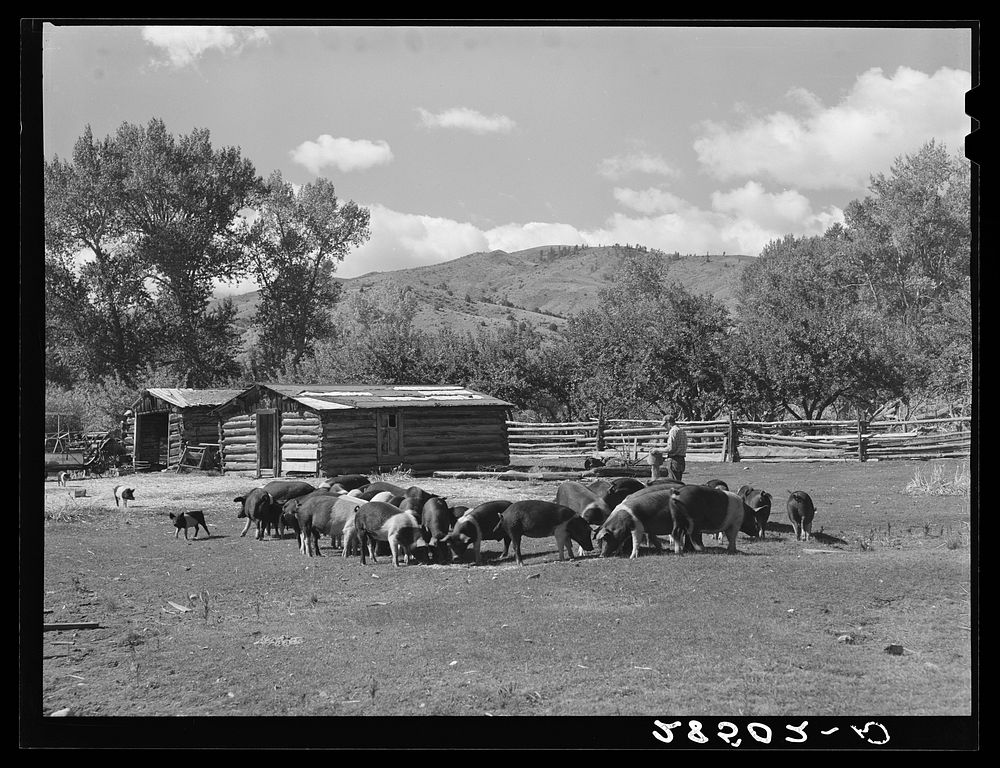 Hogs on the farm of George Arnold, FSA (Farm Security Administration) client. Chaffee County, Colorado. Sourced from the…