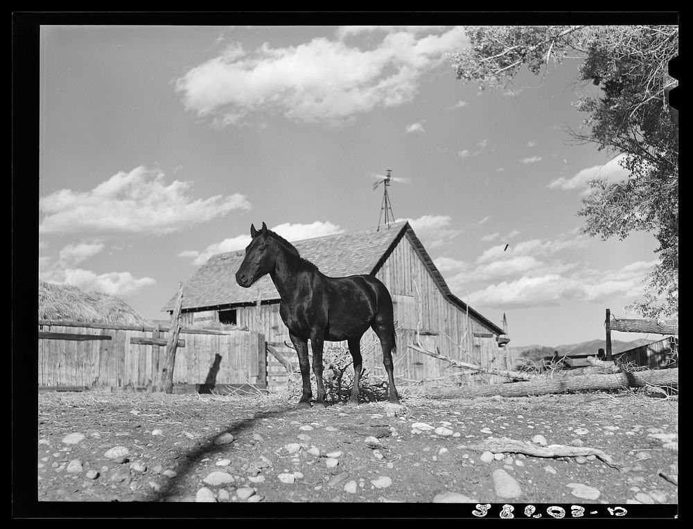 Horses on the farm of Ellsworth Painter, FSA (Farm Security Administration) rehabilitation client. Chaffee County, Colorado.…
