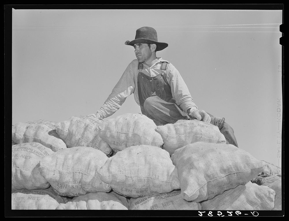 Hired hand on load of potatoes. Rio Grande County, Colorado. Sourced from the Library of Congress.