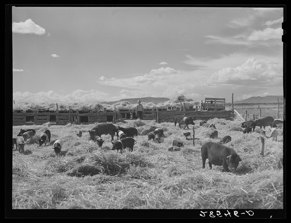 Hogs on farm of FSA (Farm Security Administration) borrower Clayton Williams. Costilla County, Colorado. Sourced from the…