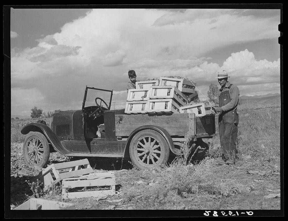 Serpio Media and son Mike take cauliflower to market. Costilla County, Colorado. Sourced from the Library of Congress.