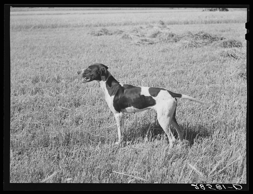 Pointer belonging to FSA (Farm Security Administration) client. Western Slope Farms, Colorado. Sourced from the Library of…