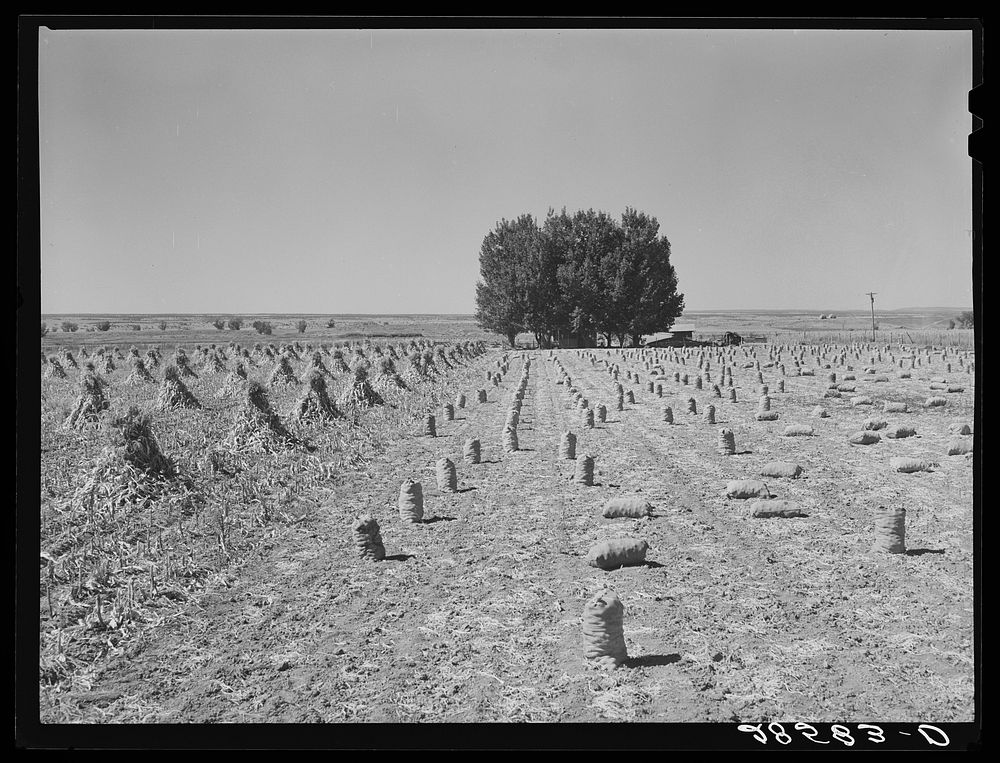 Harvesting onions in field of FSA (Farm Security Administration) client. Western Slope Farms, Colorado. Sourced from the…