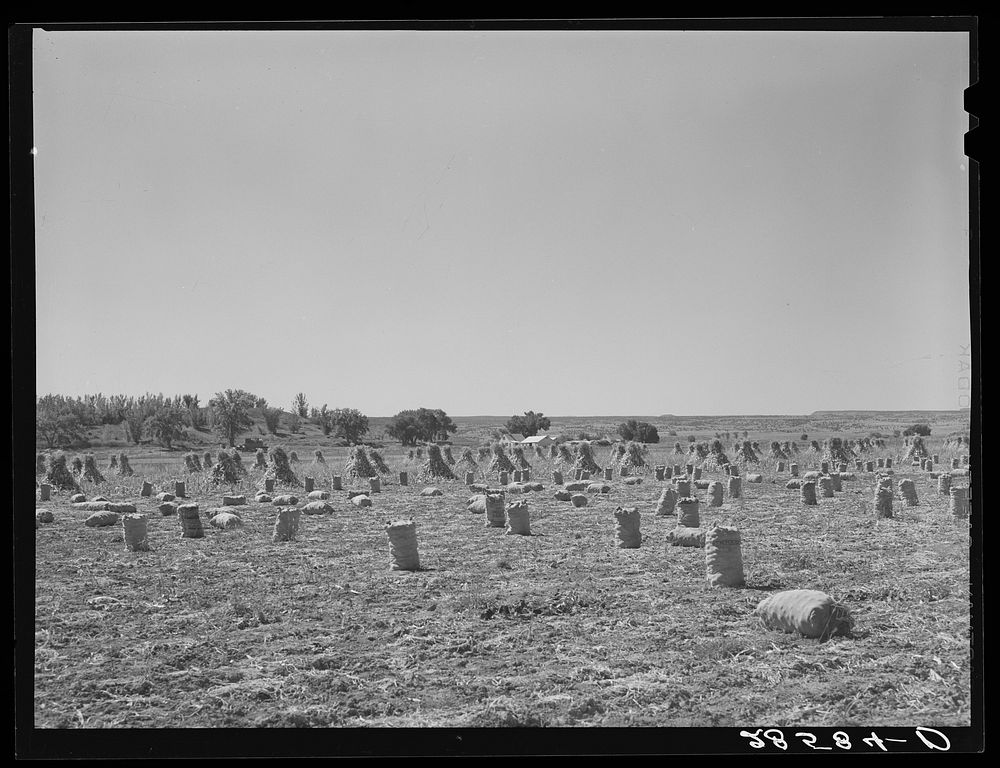 Harvesting onions in field of FSA (Farm Security Administration) client. Western Slope Farms, Colorado. Sourced from the…