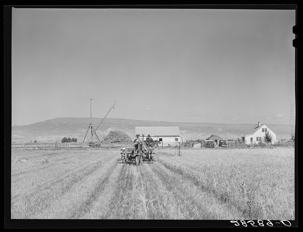 Delta (vicinity), Colorado. Western slope farms. Grain harvest. Sourced from the Library of Congress.
