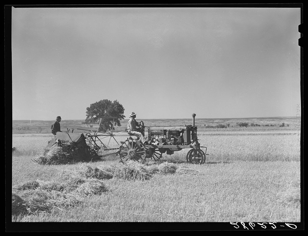 Grain harvest scene. Western Slope Farms, Colorado. Sourced from the Library of Congress.