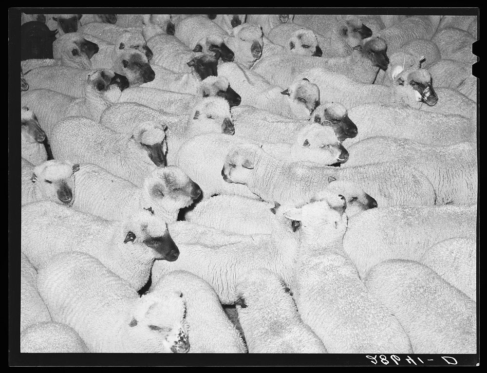 Sheep. Stockyards, Denver, Colorado. Sourced from the Library of Congress.