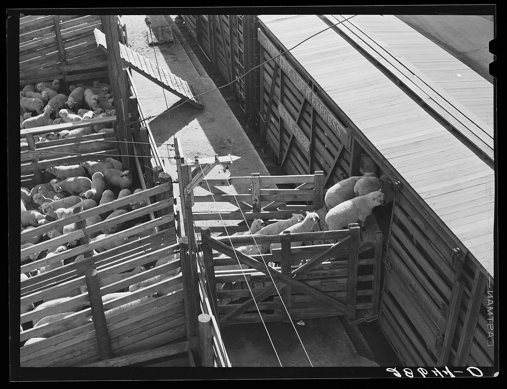 [Untitled photo, possibly related to: Loading sheep for eastern packing plants. Stockyards, Denver, Colorado]. Sourced from…