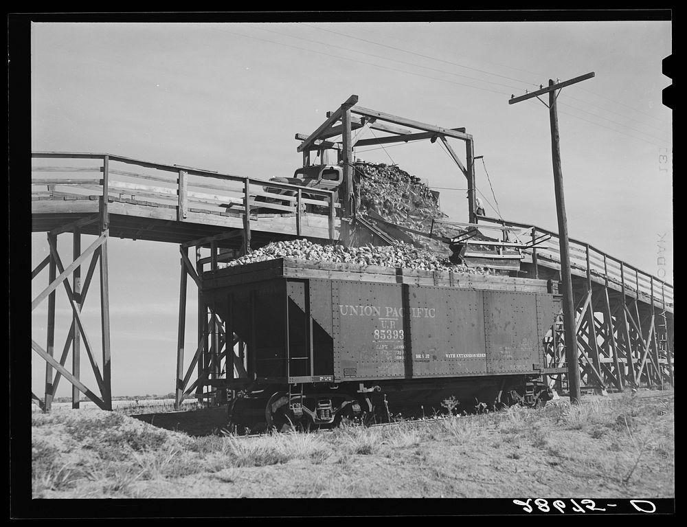 [Untitled photo, possibly related to: Loading freight cars for the factory at sugar beet dump. Adams County, Colorado].…