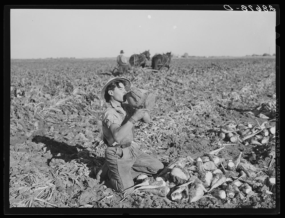 Sugar beet worker drinks water. Adams County, Colorado. Sourced from the Library of Congress.