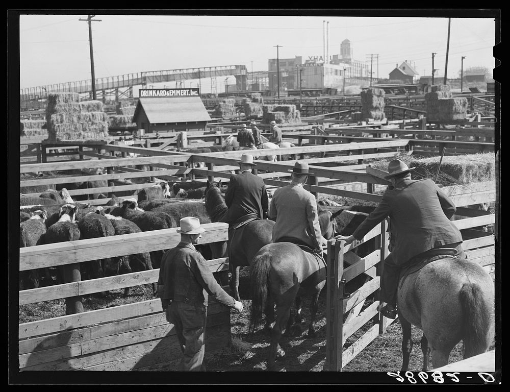 Buyers looking cattle. Stockyards, Denver, Free Photo rawpixel