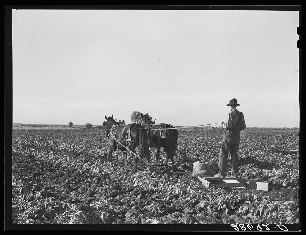 The rows between the beets are flattened before piling the topped sugar beets. Adams County, Colorado. Sourced from the…