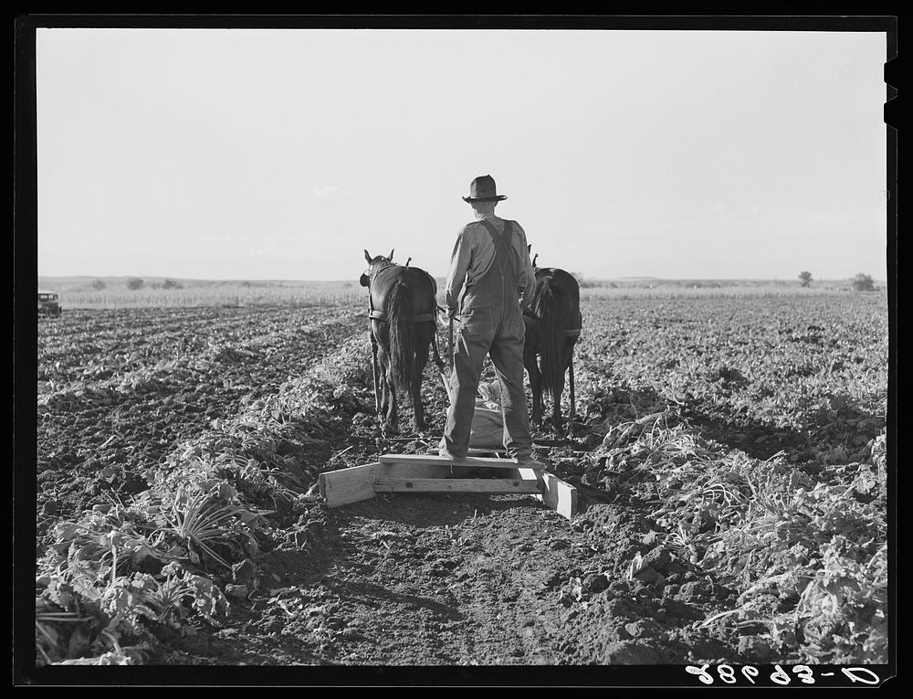 Bows between the pulled beets are flattened before piling the topped sugar beets. Adams County, Colorado. Sourced from the…
