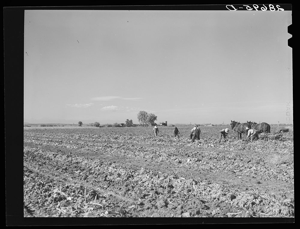 [Untitled photo, possibly related to: Lifting sugar beets. Adams County, Colorado]. Sourced from the Library of Congress.