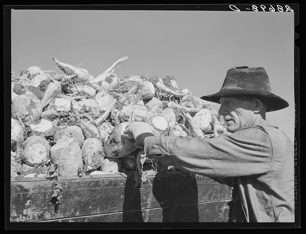 Loading truck with sugar beets. Adams County, Colorado. Sourced from the Library of Congress.