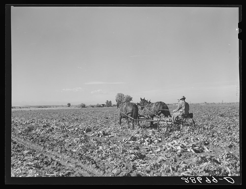 Lifting sugar beets. Adams County, Colorado. Sourced from the Library of Congress.