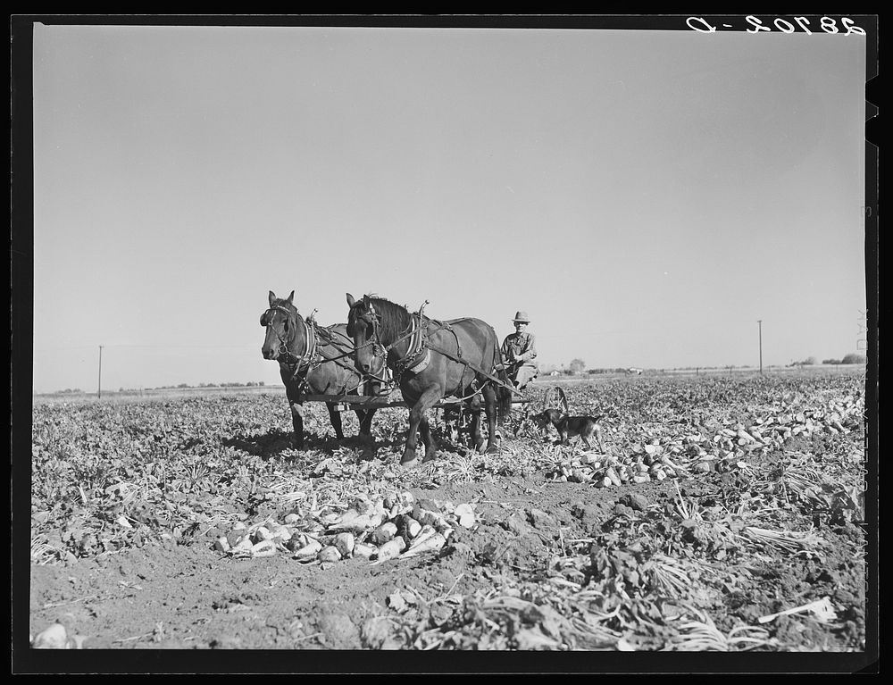 Farmer driving sugar beet lifter. Adams County, Colorado. Sourced from the Library of Congress.