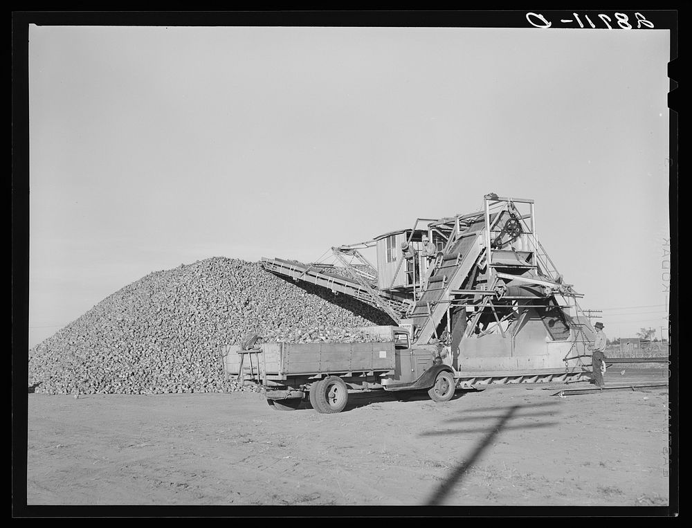 Unloading farmer's sugar beet truck at railroad. Adams County, Colorado. Sourced from the Library of Congress.