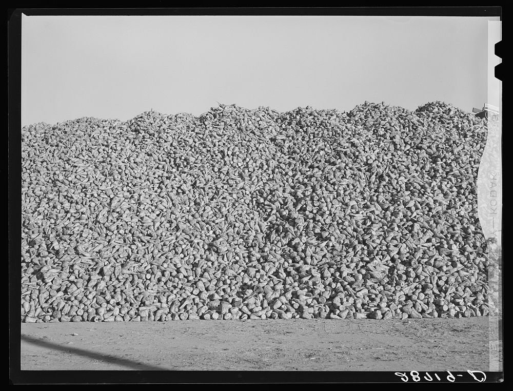 Sugar beets piled at railroad are loaded into freight cars which go to the factory. Adams County, Colorado. Sourced from the…