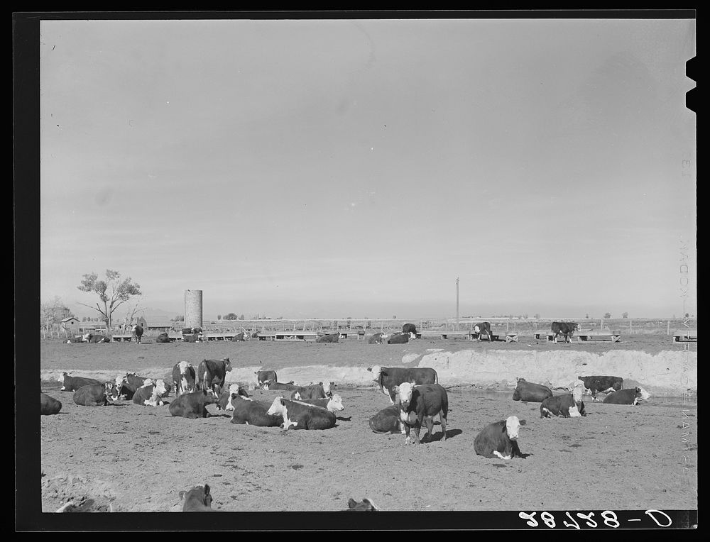 Cattle are fattened on sugar beet pulp in feedlot. Adams County, Colorado. Sourced from the Library of Congress.