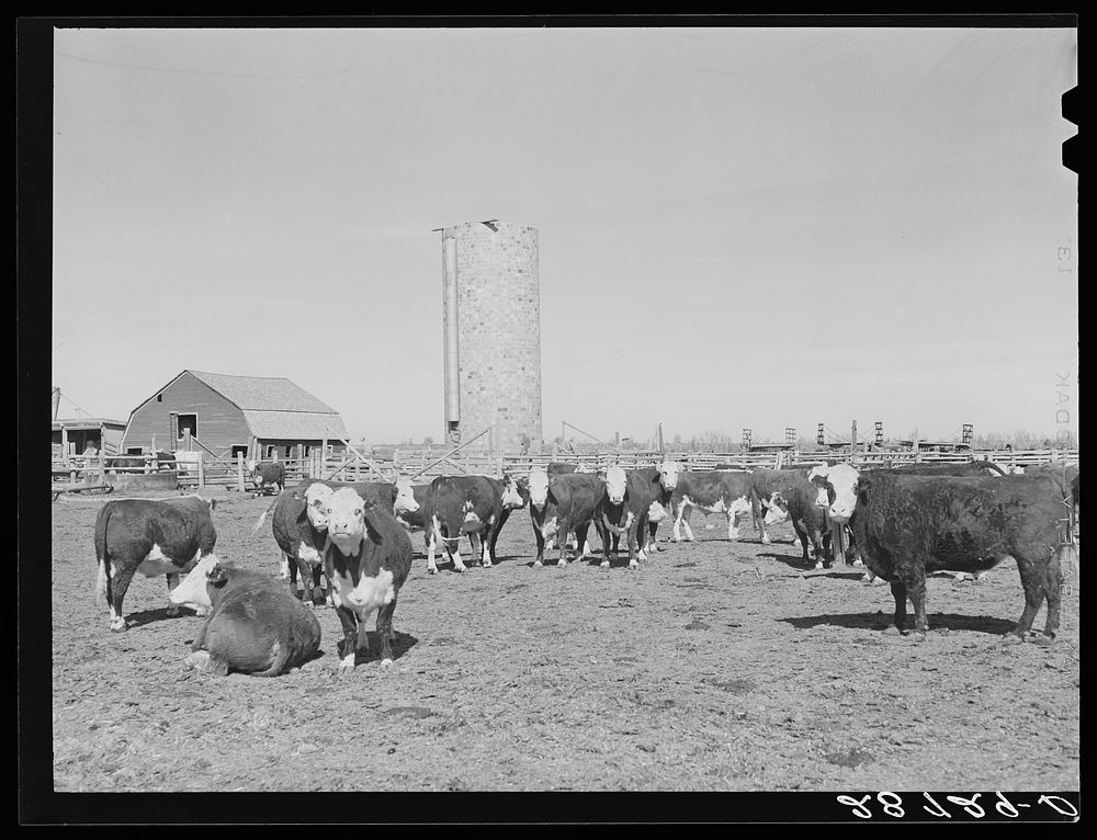 Cattle are fattened on sugar beet pulp in feedlot. Adams County, Colorado. Sourced from the Library of Congress.