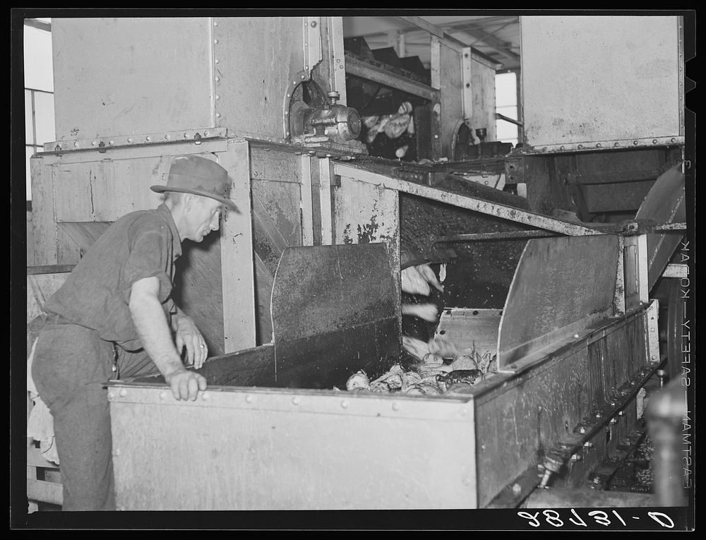 Brighton, Colorado. Inspecting washed sugar beets. Arthur Rothstein. Sourced from the Library of Congress.