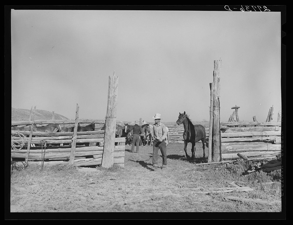 [Untitled photo, possibly related to: Saddling horses for the roundup. William Tonn ranch, Custer County, Montana]. Sourced…