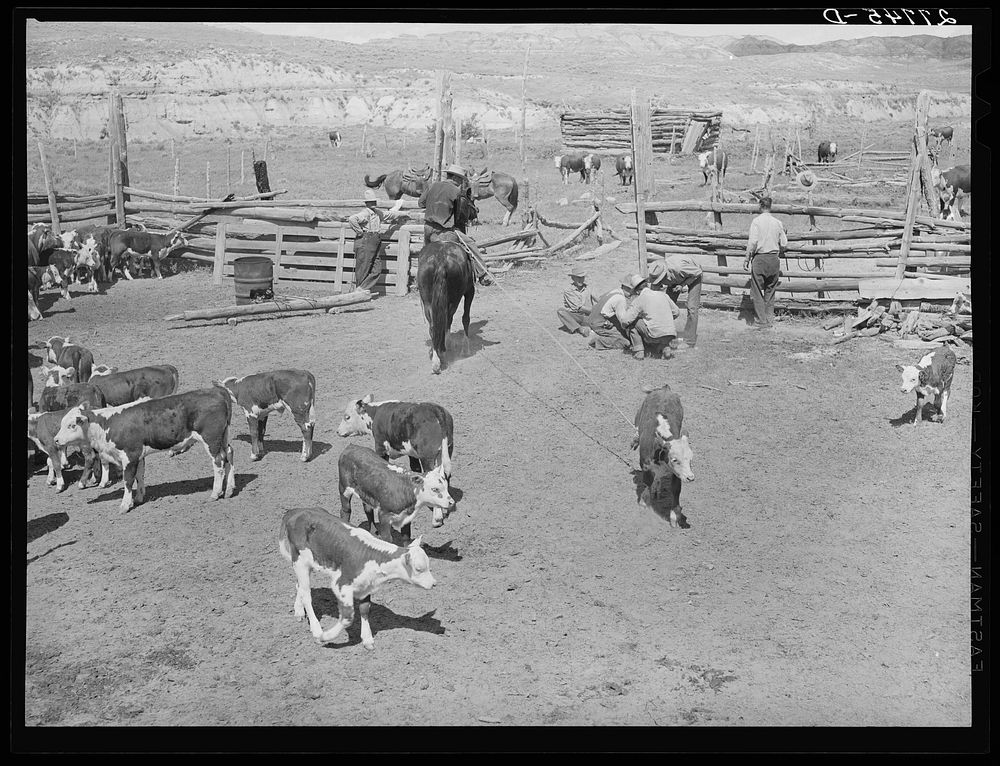 Branding. William Tonn ranch, Montana. Sourced from the Library of Congress.