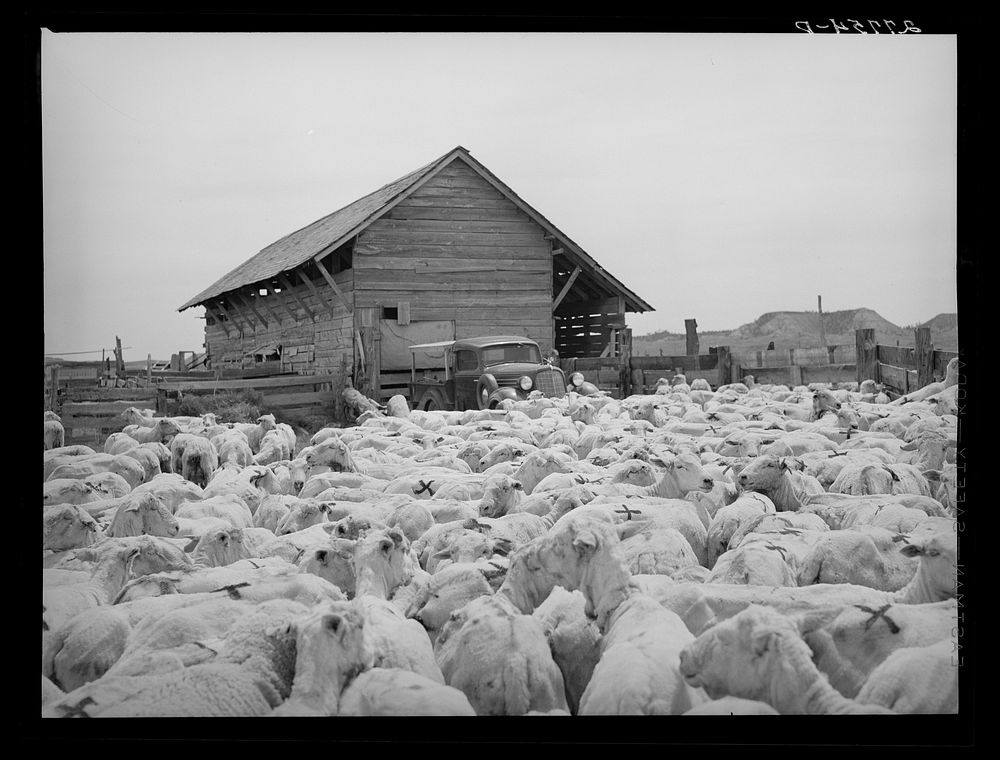 [Untitled photo, possibly related to: Shorn and branded sheep. Rosebud County, Montana]. Sourced from the Library of…