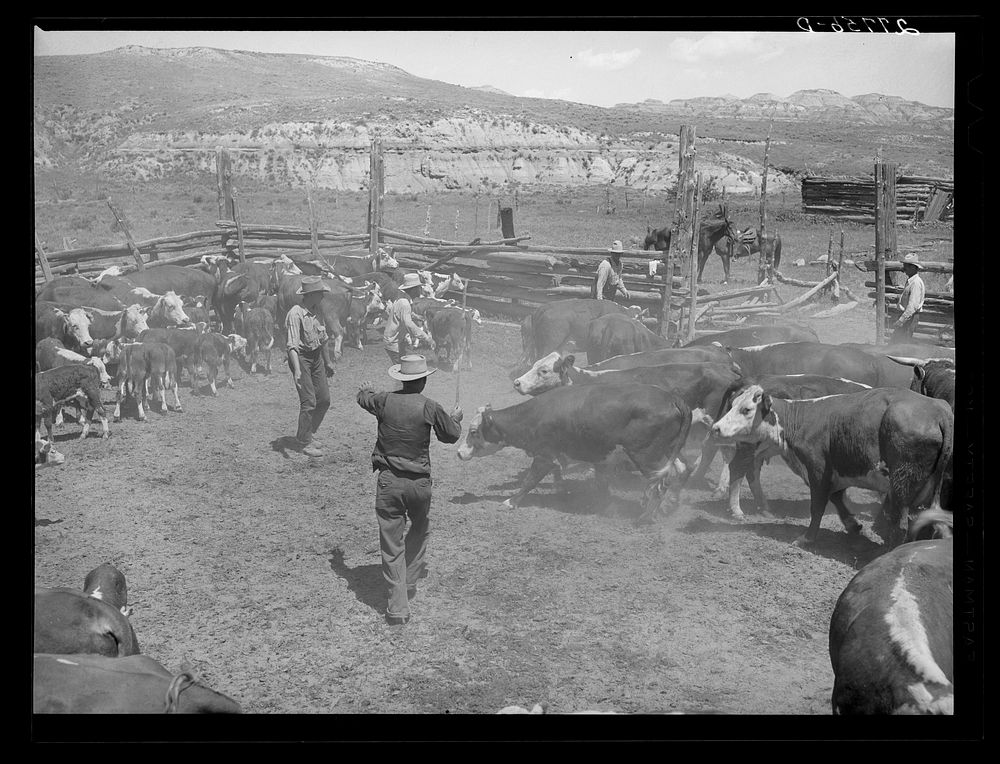 Driving cattle in corral. William Tonn ranch, Custer County, Montana. Sourced from the Library of Congress.
