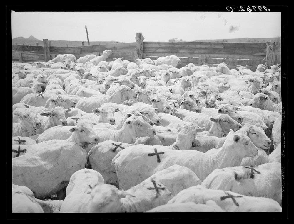 [Untitled photo, possibly related to: Driving shorn and branded sheep. Rosebud County, Montana]. Sourced from the Library of…